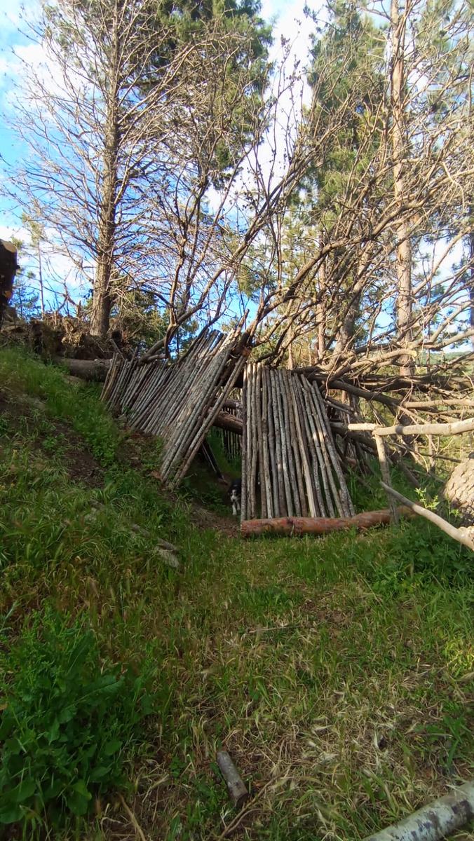 Nebrowoods oggi