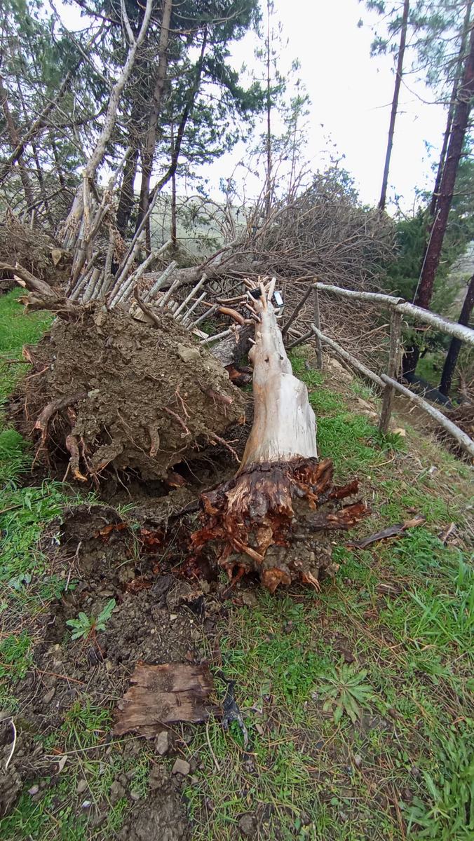 Cyclone damage at Nebrowoods